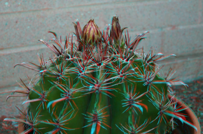 Devils Tongue.png
